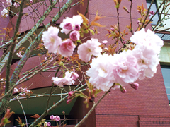 八重桜とニャンコの「夢ちゃん」