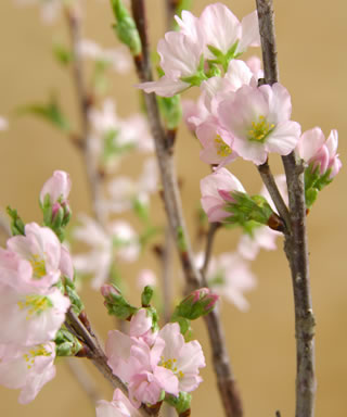 現在の春待ち桜